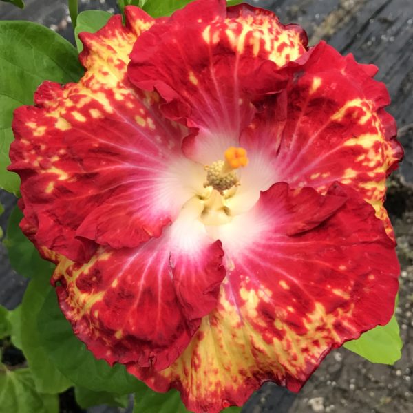 Vibrant red and yellow flower in full bloom with lush green leaves.