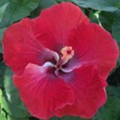 A vibrant red hibiscus flower in full bloom.