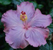 Close-up of a pink hibiscus flower in full bloom.