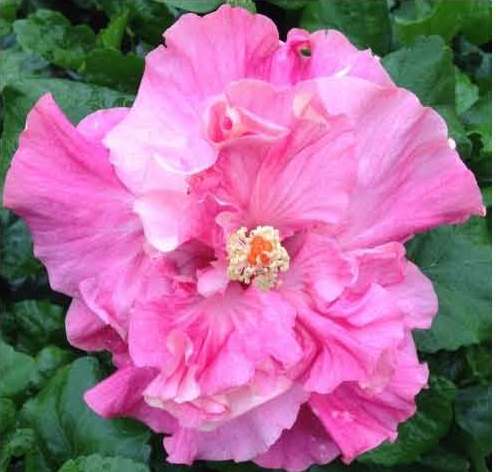 Vibrant pink hibiscus flower blooming with lush green leaves.