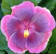 Close-up of a vibrant pink hibiscus flower with a yellow center.