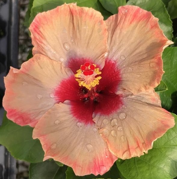 A peach-colored hibiscus flower with a deep red center.