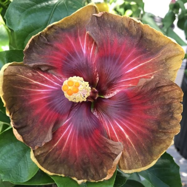 Close-up of a vibrant red and yellow flower in sunlight.