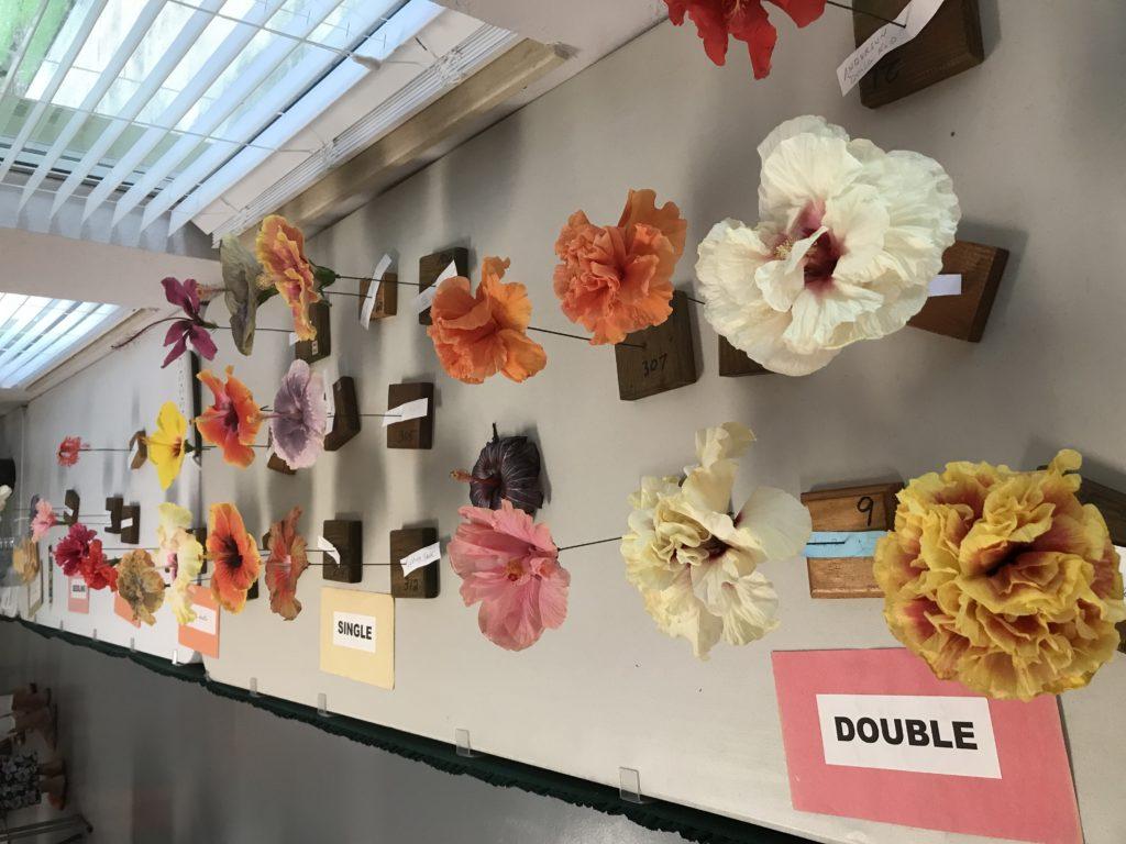 A variety of colorful flower arrangements displayed on a table.