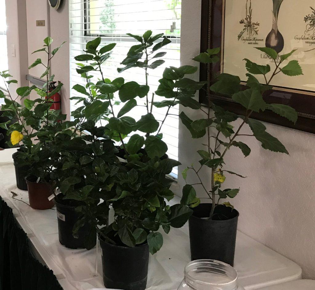 Indoor plants in black pots near a window with curtains.