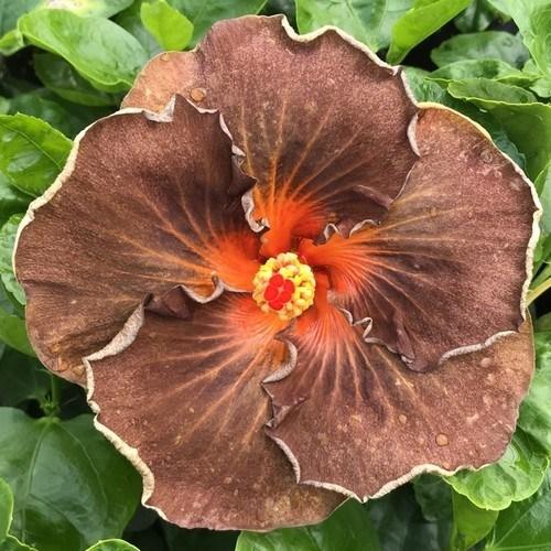 A unique brown hibiscus flower with a bright orange center.