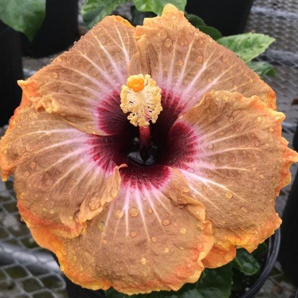 Close-up of a vibrant peach hibiscus flower with delicate petals and a dark center.