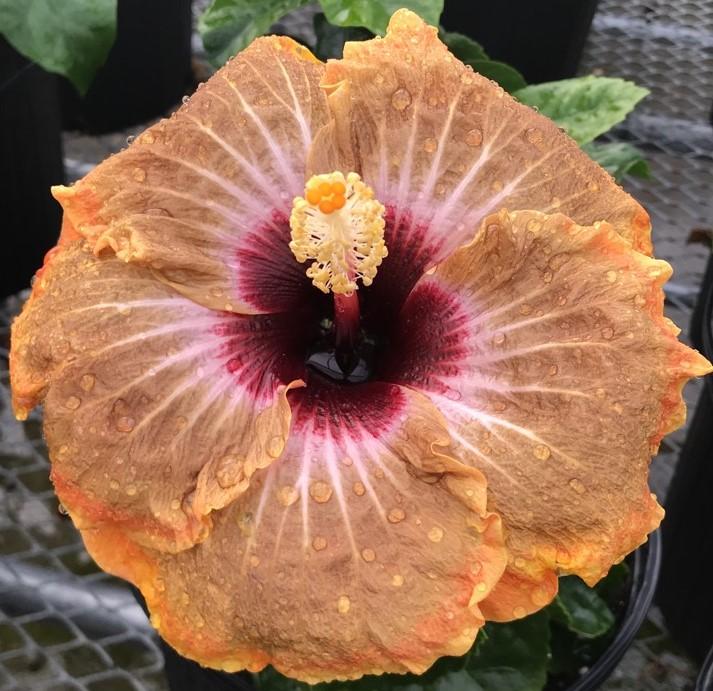 Close-up of a vibrant peach hibiscus flower with delicate petals and a dark center.