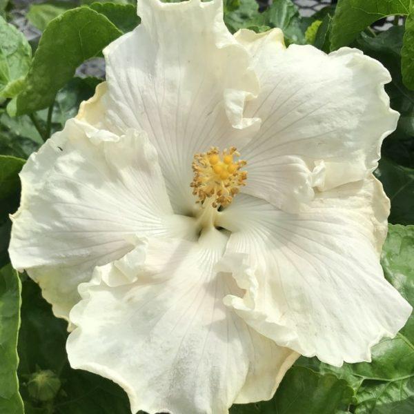 A close-up of a white hibiscus flower with yellow stamens.
