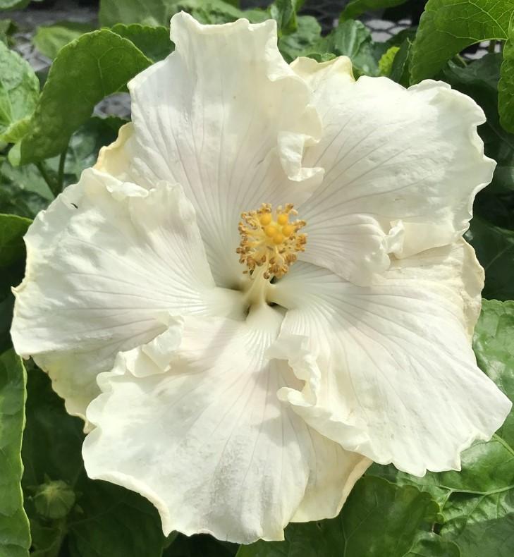 A close-up of a white hibiscus flower with yellow stamens.