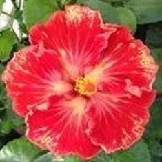 A vibrant red and yellow hibiscus flower in full bloom.
