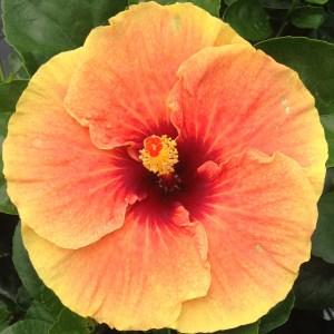Close-up of a vibrant orange hibiscus flower with a red center.