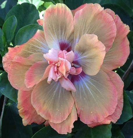 Close-up of a delicate pink hibiscus flower with a purple center.