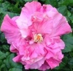 Bright pink hibiscus flower in full bloom.