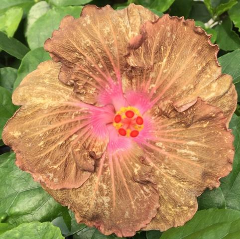 A vibrant hibiscus flower with intricate pink and orange patterns.