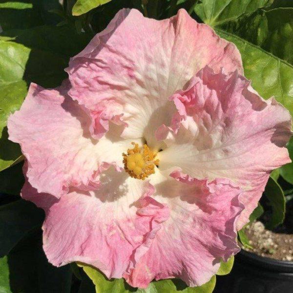 Close-up of a pink hibiscus flower with a bee.