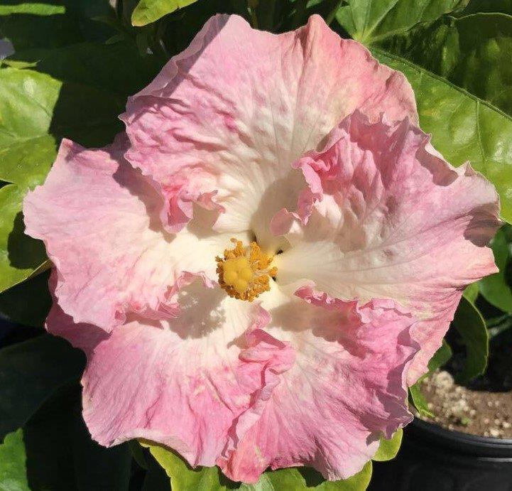 Close-up of a pink hibiscus flower with a bee.