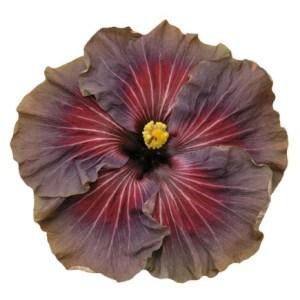 A vibrant purple hibiscus flower with a bright yellow center.