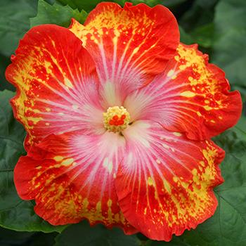 Vibrant red and orange flower with intricate patterns.