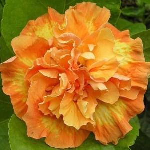 A vibrant orange marigold flower in full bloom.