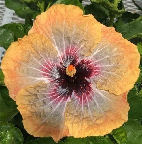 Close-up of a vibrant hibiscus flower with intricate petal patterns.
