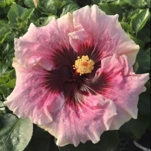 Close-up of a pink hibiscus flower with green leaves.