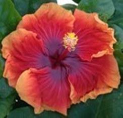 Close-up of a vibrant red and orange hibiscus flower.