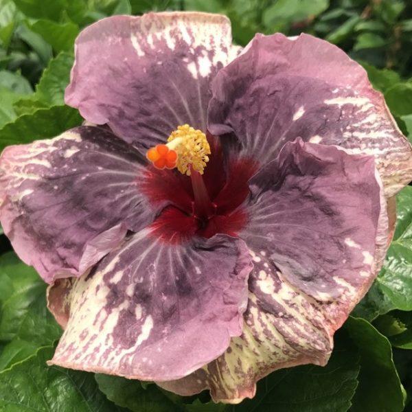 Close-up of a unique purple flower with a yellow and red center.