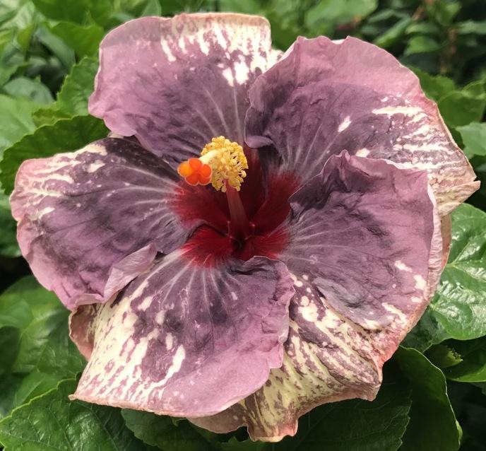 Close-up of a unique purple flower with a yellow and red center.