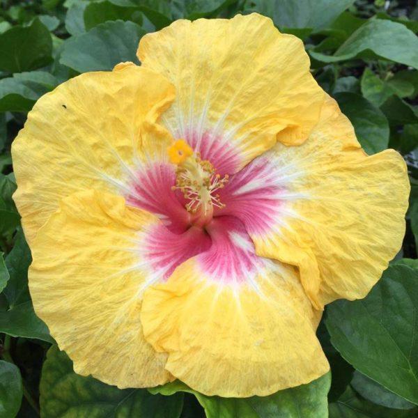 Bright yellow hibiscus flower with a pink center.