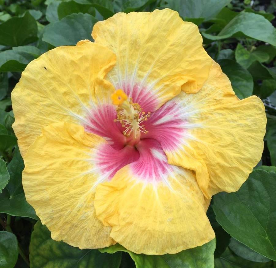 Bright yellow hibiscus flower with a pink center.