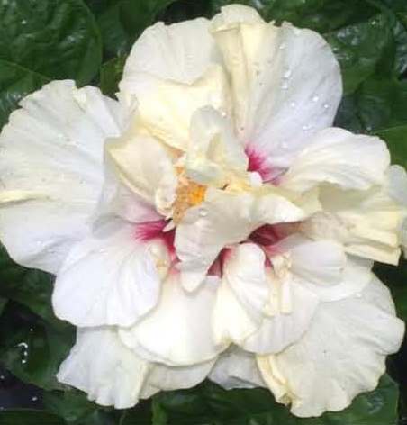 Close-up of a white hibiscus flower with pink accents.