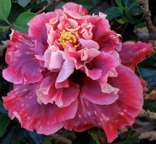 A vibrant pink hibiscus flower in full bloom.