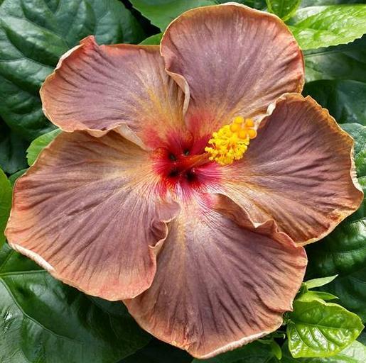 A vibrant hibiscus flower with multicolored petals.