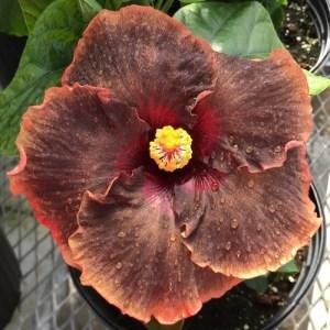 Close-up of a brown flower with a yellow center and green leaves.