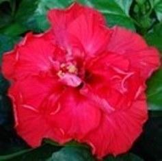 Bright red hibiscus flower with lush green leaves.