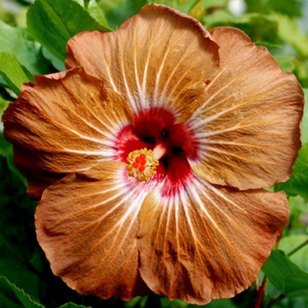 Close-up of a brown and yellow hibiscus flower with vibrant green leaves.