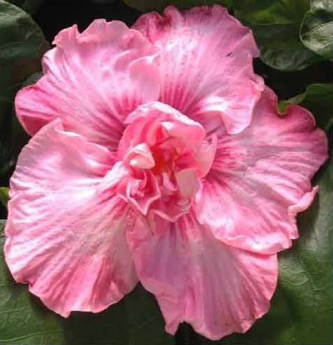Close-up of a vibrant pink flower with ruffled petals.