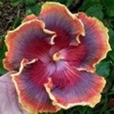 A vibrant, multi-colored flower with ruffled petals.