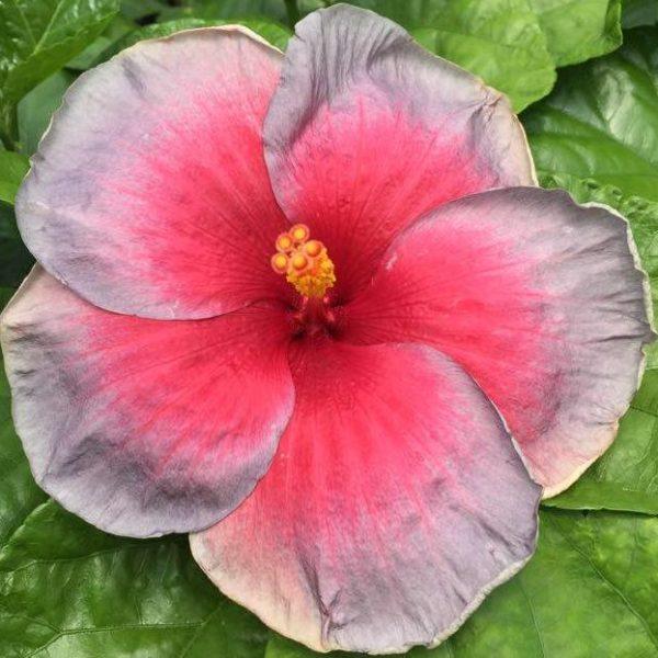 Close-up of a vibrant pink hibiscus flower with lush green leaves.