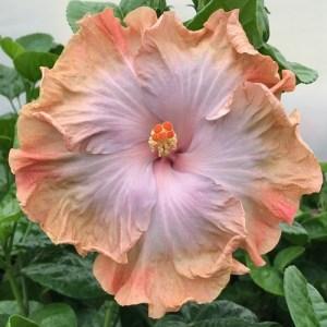A large, peach-colored hibiscus flower in full bloom.