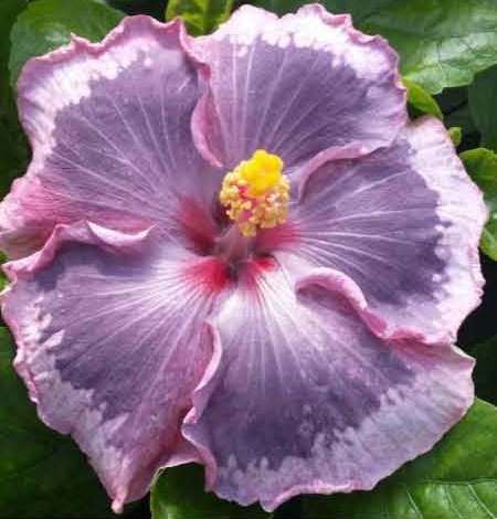 A close-up of a purple hibiscus flower with yellow stamen.
