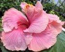 Close-up of a vibrant pink hibiscus flower in bloom.