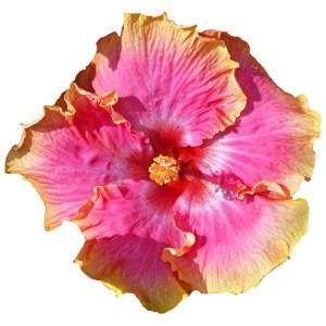 Close-up of a vibrant pink flower with yellow accents.