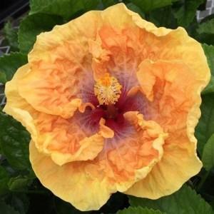 A vibrant yellow-orange hibiscus flower with a red center.