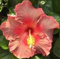 Close-up of a vibrant pink hibiscus flower with a yellow stamen.