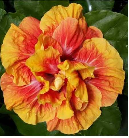 Vibrant orange and yellow marigold flower in full bloom.