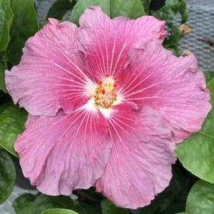 Close-up of a vibrant pink hibiscus flower in full bloom.