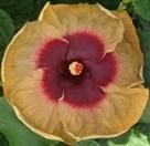 Close-up of a vibrant hibiscus flower with yellow and pink petals.