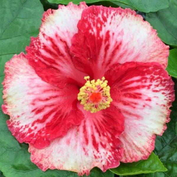 A vibrant hibiscus flower with red and white petals.